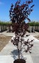 Prunus cerasifera Nigra 200 cm